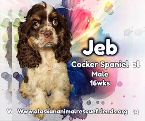 Cocker Spaniel Dogs for adoption in Anchorage, AK, USA