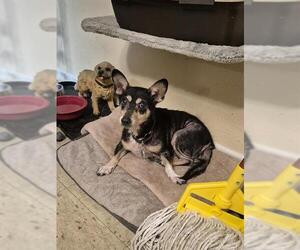 Mutt Dogs for adoption in San Antonio, TX, USA