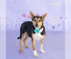 German Shepherd Dog-Unknown Mix Dogs for adoption in Conroe, TX, USA