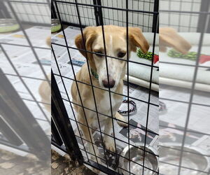 Australian Shepherd-Collie Mix Dogs for adoption in Mukwonago, WI, USA