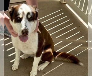 Australian Shepherd-Huskies  Mix Dogs for adoption in Cedar Crest, NM, USA