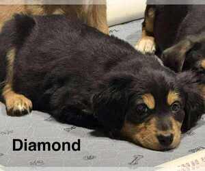 Australian Shepherd-Rottweiler Mix Dogs for adoption in Aurora, IN, USA