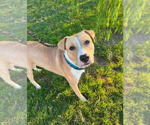 American Pit Bull Terrier Dogs for adoption in Evansville, IN, USA