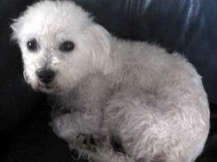 Maltese-Poodle (Toy) Mix Dogs for adoption in Suffolk, VA, USA