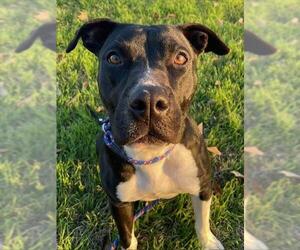 American Staffordshire Terrier-Unknown Mix Dogs for adoption in San Antonio, TX, USA
