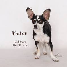 Rat Terrier Dogs for adoption in Campbell, CA, USA