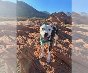 American Pit Bull Terrier-Unknown Mix Dogs for adoption in Las Vegas, NV, USA
