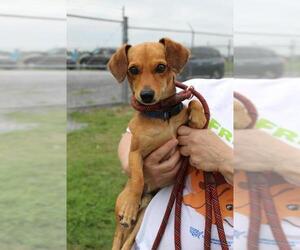 Chiweenie Dogs for adoption in Abbeville, LA, USA