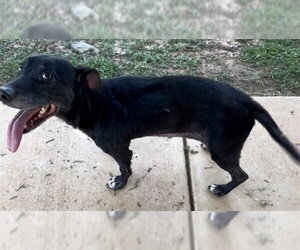 Labrador Retriever Dogs for adoption in Grovetown, GA, USA