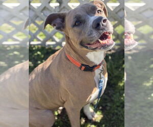 Mutt Dogs for adoption in Virginia Beach, VA, USA