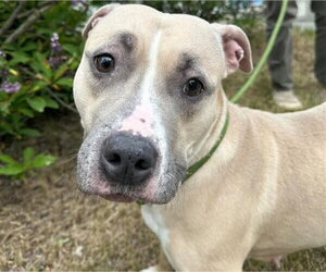 Mutt Dogs for adoption in Anchorage, AK, USA
