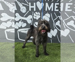 Tibetan Terrier-Unknown Mix Dogs for adoption in pomfret, CT, USA