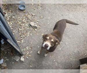 Labrador Retriever-Unknown Mix Dogs for adoption in San Antonio, TX, USA