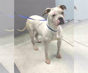 Boxer-Unknown Mix Dogs for adoption in Tallahassee, FL, USA