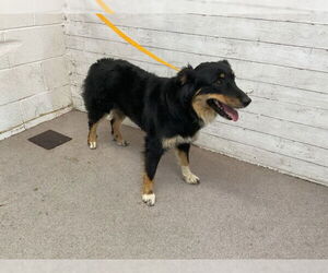 Australian Shepherd-Unknown Mix Dogs for adoption in San Bernardino, CA, USA