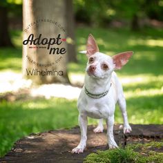 Chihuahua-Unknown Mix Dogs for adoption in Catasauqua, PA, USA