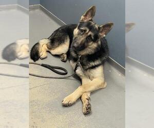 German Shepherd Dog-Unknown Mix Dogs for adoption in Tallahassee, FL, USA