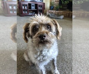 Mutt Dogs for adoption in danville, CA, USA