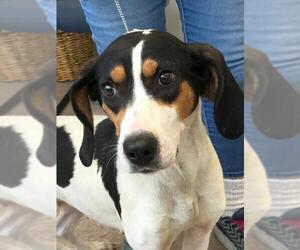 English Foxhound Dogs for adoption in Westminster, MD, USA