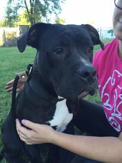 American Staffordshire Terrier Dogs for adoption in Lake Ann, MI, USA