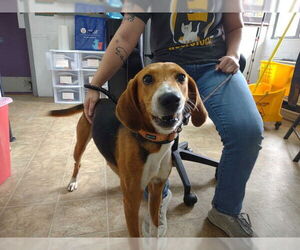 Mutt Dogs for adoption in Raleigh, NC, USA