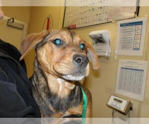 German Shepherd Dog-Unknown Mix Dogs for adoption in Santa Rosa, CA, USA