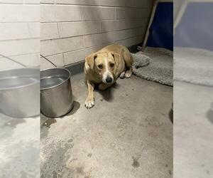 Labrador Retriever-Unknown Mix Dogs for adoption in Stockton, CA, USA