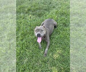 American Pit Bull Terrier-Unknown Mix Dogs for adoption in Riverside, CA, USA