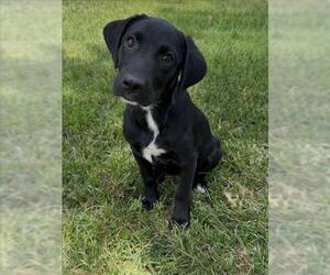 Labrador Retriever-Unknown Mix Dogs for adoption in Conroe, TX, USA