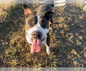 American Pit Bull Terrier Dogs for adoption in Ocala, FL, USA
