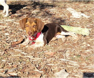 Beagle Dogs for adoption in Las Vegas, NV, USA