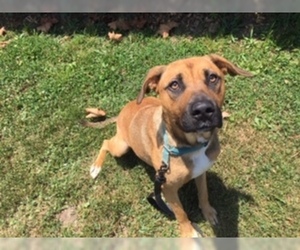 Boxer-Unknown Mix Dogs for adoption in tullahoma, TN, USA