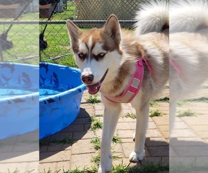 Alaskan Husky Dogs for adoption in Scottsboro, AL, USA