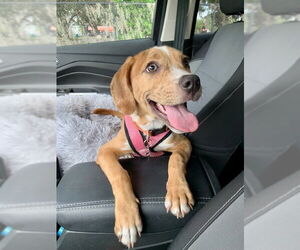 Black and Tan Coonhound-Catahoula Leopard Dog Mix Dogs for adoption in Sanford, FL, USA
