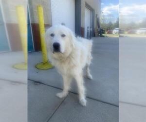 Great Pyrenees Dogs for adoption in Forestville, MD, USA