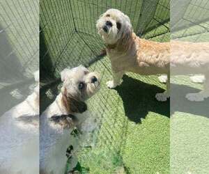 Lhasa Apso-Unknown Mix Dogs for adoption in Tempe , AZ, USA