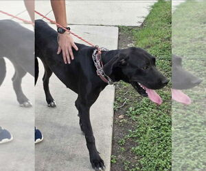 Great Dane Dogs for adoption in Bullard, TX, USA