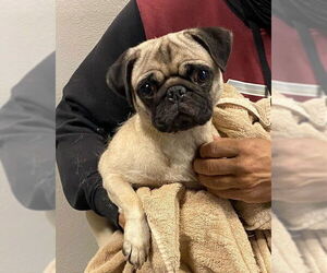 Pug Dogs for adoption in Rancho Cucamonga, CA, USA