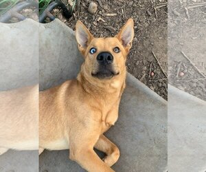 Australian Kelpie-Unknown Mix Dogs for adoption in Cedar Creek, TX, USA