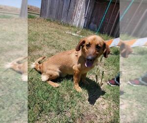 Basset Retriever Dogs for adoption in Great Bend, KS, USA