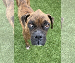 Boxer Dogs for adoption in Dumont, NJ, USA