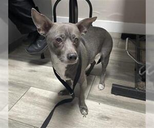 Chiweenie Dogs for adoption in Redlands, CA, USA