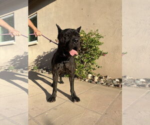 Mutt Dogs for adoption in Goodyear, AZ, USA