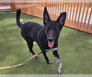 Border Collie-Unknown Mix Dogs for adoption in Las Vegas, NV, USA