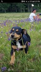 Labrador Retriever-Pembroke Welsh Corgi Mix Dogs for adoption in Houston, TX, USA