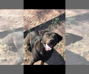 Labrador Retriever-Unknown Mix Dogs for adoption in Peralta, NM, USA