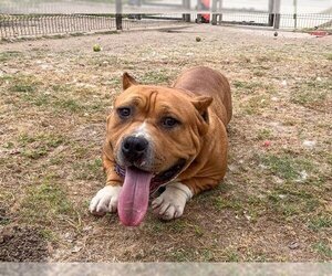 Small Staffordshire Bull Terrier