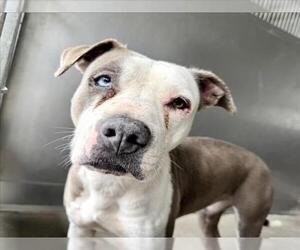 American Pit Bull Terrier-Unknown Mix Dogs for adoption in San Bernardino, CA, USA