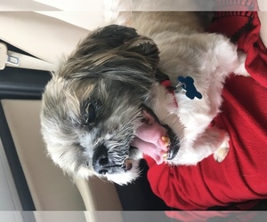 Shih Tzu Dogs for adoption in bloomington, IL, USA