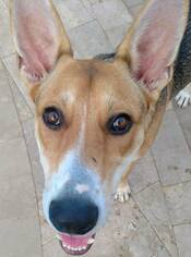 Mutt Dogs for adoption in Oro Valley, AZ, USA